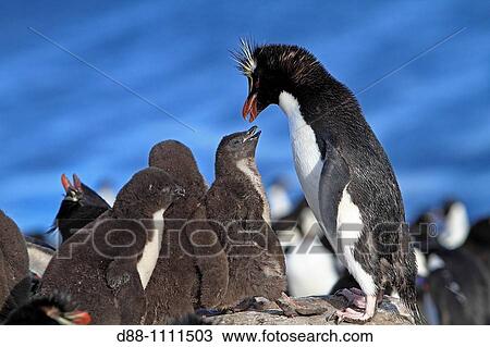 Stock Image - Western Rockhopper Penguin (Eudyptes chrysocome chrysocome). Falkland Islands. Fotosearch