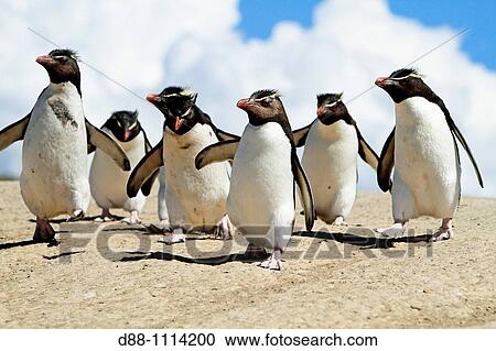 Western Rockhopper Penguin (Eudyptes chrysocome chrysocome). Pebble Island, Falkland Islands View Large Photo Image Stock Image - Western Rockhopper Penguin (Eudyptes chrysocome chrysocome). Pebble Island, Falkland Islands. Fotosearch