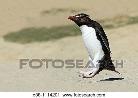 Western Rockhopper Penguin (Eudyptes chrysocome chrysocome). Pebble Island, Falkland Islands View Large Photo Image Stock Image - Western Rockhopper Penguin (Eudyptes chrysocome chrysocome). Pebble Island, Falkland Islands. Fotosearch