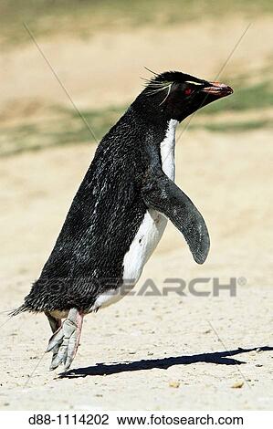 Western Rockhopper Penguin (Eudyptes chrysocome chrysocome). Pebble Island, Falkland Islands View Large Photo Image Stock Image - Western Rockhopper Penguin (Eudyptes chrysocome chrysocome). Pebble Island, Falkland Islands. Fotosearch