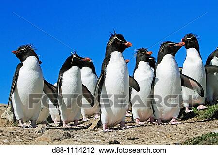 Western Rockhopper Penguin (Eudyptes chrysocome chrysocome). Pebble Island, Falkland Islands View Large Photo Image Stock Image - Western Rockhopper Penguin (Eudyptes chrysocome chrysocome). Pebble Island, Falkland Islands. Fotosearch
