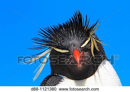 Western Rockhopper Penguin (Eudyptes chrysocome chrysocome). Sealion Island, Falkland Islands View Large Photo Image Stock Image - Western Rockhopper Penguin (Eudyptes chrysocome chrysocome). Sealion Island, Falkland Islands. Fotosearch