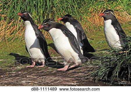 Western Rockhopper Penguin (Eudyptes chrysocome chrysocome). West Point Island, Falkland Islands View Large Photo Image Stock Photo - Western Rockhopper Penguin (Eudyptes chrysocome chrysocome). West Point Island, Falkland Islands. Fotosearch