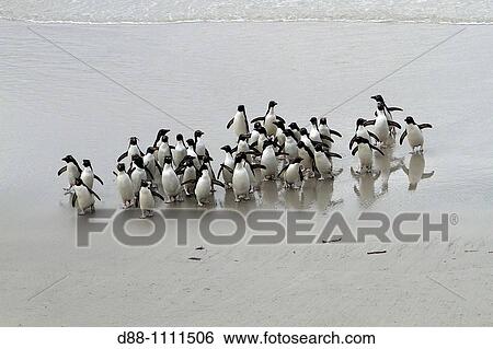 Stock Photograph - Western Rockhopper Penguin (Eudyptes chrysocome chrysocome). Falkland Islands. Fotosearch