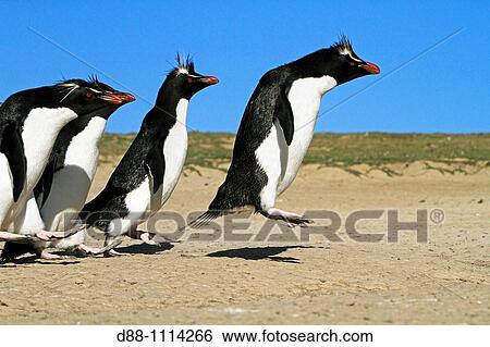 Western Rockhopper Penguin (Eudyptes chrysocome chrysocome). Pebble Island, Falkland Islands View Large Photo Image Stock Photograph - Western Rockhopper Penguin (Eudyptes chrysocome chrysocome). Pebble Island, Falkland Islands. Fotosearch
