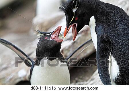 Western Rockhopper Penguin (Eudyptes chrysocome chrysocome). Saunders island, Falkland Islands View Large Photo Image Stock Photography - Western Rockhopper Penguin (Eudyptes chrysocome chrysocome). Saunders island, Falkland Islands. Fotosearch