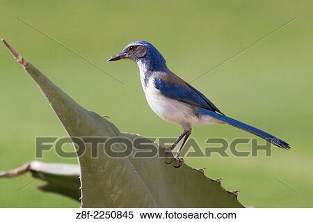 Western Scrub-Jay peched on cactus plant. (Aphelocoma californica). Los Cabos, Mexico. View Large Photo Image Stock Photography - Western Scrub-Jay peched on cactus plant. (Aphelocoma californica). Los Cabos, Mexico.. Fotosearch