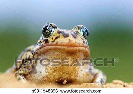 Stock Image - Western spadefoot Pelobates cultripes, sitting in sandy ground, Extremadura, Spain. Fotosearch
