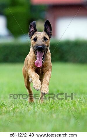 Westfalen Terrier, running, Lower Saxony, Germany View Large Photo Image Stock Image - Westfalen Terrier, running, Lower Saxony, Germany. Fotosearch