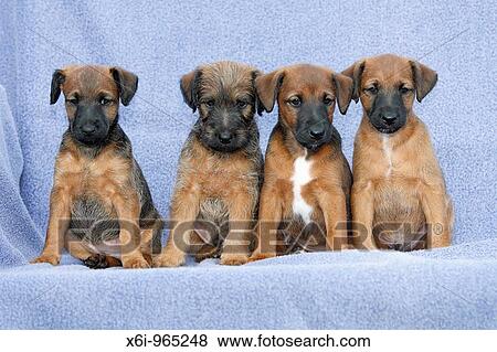 Westfalia / Westfalen Terrier, four puppies sitting in a row, Germany View Large Photo Image Stock Photo - Westfalia / Westfalen Terrier, four puppies sitting in a row, Germany. Fotosearch