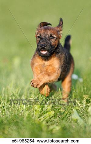 Picture - Westfalia / Westfalen Terrier, puppy running across garden lawn, Germany. Fotosearch