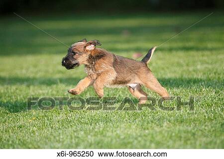 Westfalia / Westfalen Terrier, puppy running across garden lawn, Germany View Large Photo Image Stock Image - Westfalia / Westfalen Terrier, puppy running across garden lawn, Germany. Fotosearch