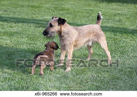 Stock Photograph - Westfalia / Westfalen Terrier, puppy playing with mother, Germany. Fotosearch