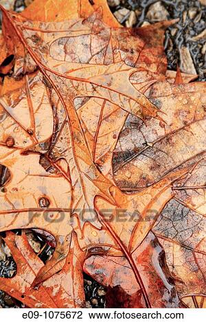 wet fallen autumn oak leaves, orange-brown, Indiana View Large Photo Image Stock Image - wet fallen autumn oak leaves, orange-brown, Indiana. Fotosearch