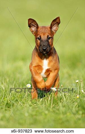 Wetfalen Terrier Puppy - running across garden View Large Photo Image Stock Image - Wetfalen Terrier Puppy - running across garden. Fotosearch