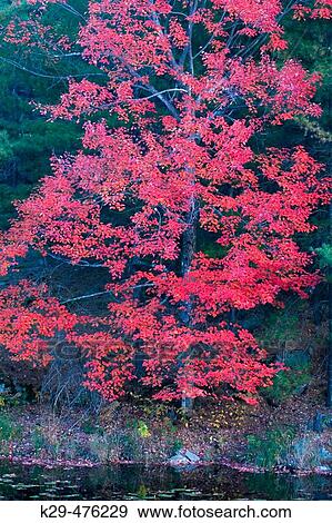 Wetland and red maple tree reflection, autumn beaver pond. Napanee, ON, Canada View Large Photo Image Stock Photo - Wetland and red maple tree reflection, autumn beaver pond. Napanee, ON, Canada. Fotosearch