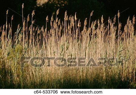 Wetland. El Roc? o. Doana National Park. Huelva. Spain View Large Photo Image Stock Photograph - Wetland. El Roc? o. Doana National Park. Huelva. Spain. Fotosearch