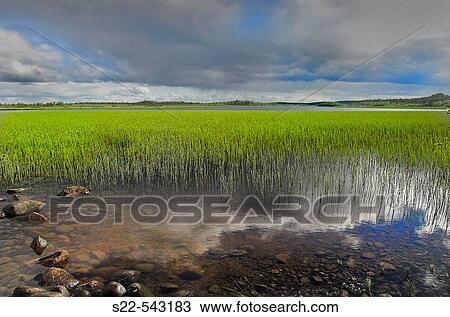 Wetland. Ovre Pasvik Natural Park, Norway. View Large Photo Image Stock Image - Wetland. Ovre Pasvik Natural Park, Norway.. Fotosearch