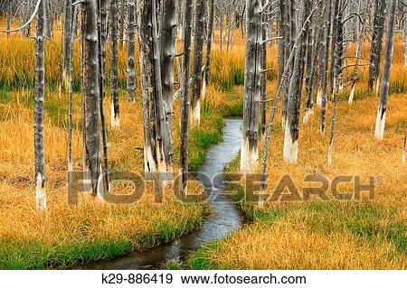 Wetlands with grasses, dead tree snags and stream View Large Photo Image Stock Photo - Wetlands with grasses, dead tree snags and stream. Fotosearch