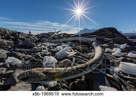Whale bones remaining from shore-based processing station at Jougla Point, Wiencke Island, Antarctica, Southern Ocean. View Large Photo Image Stock Photo - Whale bones remaining from shore-based processing station at Jougla Point, Wiencke Island, Antarctica, Southern Ocean.. Fotosearch