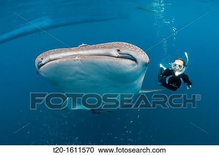 Whale Shark and Freediver, Rhincodon typus, Cenderawasih Bay, West Papua, Indonesia View Large Photo Image Stock Image - Whale Shark and Freediver, Rhincodon typus, Cenderawasih Bay, West Papua, Indonesia. Fotosearch
