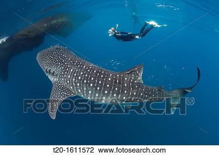 Whale Shark and Freediver, Rhincodon typus, Cenderawasih Bay, West Papua, Indonesia View Large Photo Image Stock Image - Whale Shark and Freediver, Rhincodon typus, Cenderawasih Bay, West Papua, Indonesia. Fotosearch