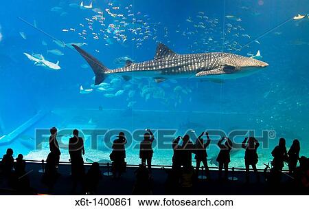 Whale shark in Okinawa Churaumi Aquarium with tourists in silhouette watching and photographing, Japan View Large Photo Image Stock Image - Whale shark in Okinawa Churaumi Aquarium with tourists in silhouette watching and photographing, Japan. Fotosearch