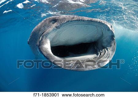 Whale shark, Rhincodon typus, facing camera YucatBn Peninsula, Mexico, Carribbean Sea View Large Photo Image Stock Image - Whale shark, Rhincodon typus, facing camera YucatBn Peninsula, Mexico, Carribbean Sea. Fotosearch