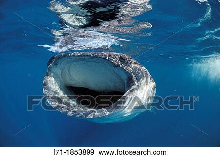 Whale shark, Rhincodon typus, facing camera YucatBn Peninsula, Mexico, Carribbean Sea View Large Photo Image Stock Photo - Whale shark, Rhincodon typus, facing camera YucatBn Peninsula, Mexico, Carribbean Sea. Fotosearch