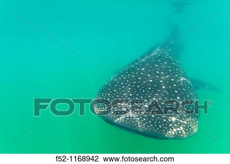 Whale Shark (Rhincodon typus), Holbox island, Quintana Roo, Mexico View Large Photo Image Stock Image - Whale Shark (Rhincodon typus), Holbox island, Quintana Roo, Mexico. Fotosearch