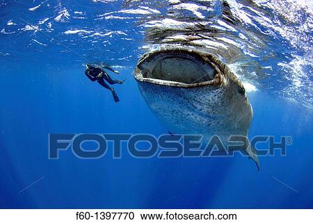 Whale shark, Rhincodon typus, Quintana-Roo, Mexico, Caribbean Sea View Large Photo Image Stock Image - Whale shark, Rhincodon typus, Quintana-Roo, Mexico, Caribbean Sea. Fotosearch