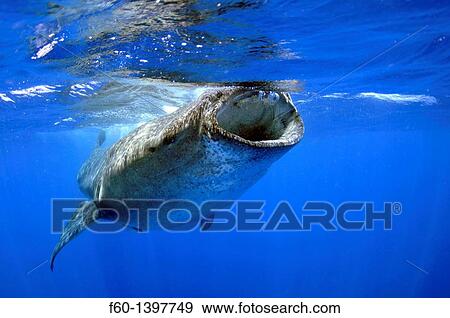 Stock Photo - Whale shark, Rhincodon typus, Quintana-Roo, Mexico, Caribbean Sea. Fotosearch