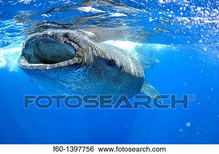 Stock Photograph - Whale shark, Rhincodon typus, Quintana-Roo, Mexico, Caribbean Sea. Fotosearch