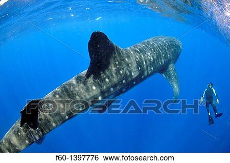 Whale shark, Rhincodon typus, Quintana-Roo, Mexico, Caribbean Sea View Large Photo Image Stock Photograph - Whale shark, Rhincodon typus, Quintana-Roo, Mexico, Caribbean Sea. Fotosearch