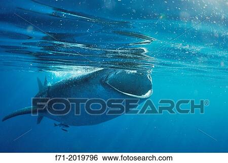Stock Photograph - Whale shark, Rhincodon typus. YucatBn Peninsula, Mexico, Carribbean Sea.. Fotosearch