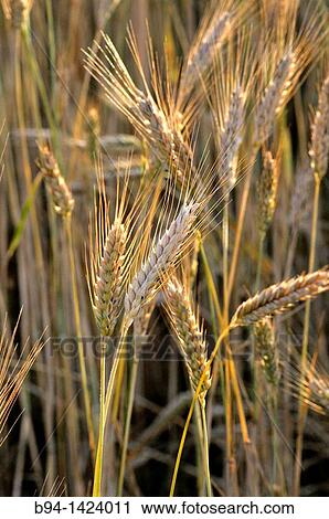 Wheat ears. Osseja, Pyrenees-Orientales, Languedoc-Roussillon, France View Large Photo Image Stock Image - Wheat ears. Osseja, Pyrenees-Orientales, Languedoc-Roussillon, France. Fotosearch