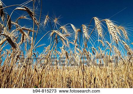 Wheat ears. Osseja, Languedoc-Roussillon, Pyrenees Orientales, France View Large Photo Image Stock Image - Wheat ears. Osseja, Languedoc-Roussillon, Pyrenees Orientales, France. Fotosearch