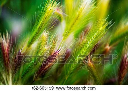 Wheat ears View Large Photo Image Stock Photo - Wheat ears. Fotosearch