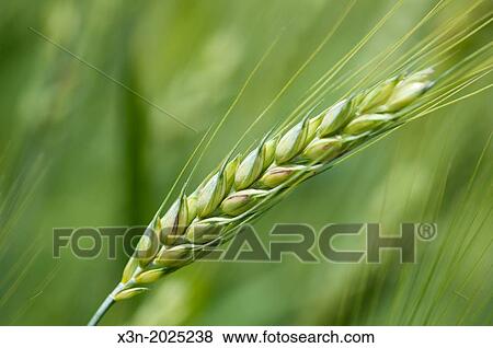 Stock Photo - Wheat. Easton Maryland USA. Fotosearch