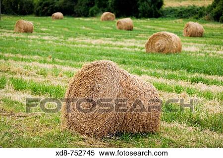 Stock Photography - wheat field and wheat bales. Fotosearch