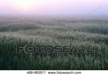 Wheat field at sunrise View Large Photo Image Stock Image - Wheat field at sunrise. Fotosearch