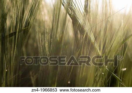 Wheat Field Detail at Sunset near Bad Schallerbach, Upper Austria, Austria. View Large Photo Image Stock Image - Wheat Field Detail at Sunset near Bad Schallerbach, Upper Austria, Austria.. Fotosearch