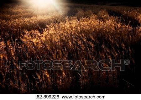 Wheat field in the light of dusk Los Escullos, Parque Natural del Cabo de Gata, Almer? a, Andalusia, Spain View Large Photo Image Stock Photograph - Wheat field in the light of dusk Los Escullos, Parque Natural del Cabo de Gata, Almer? a, Andalusia, Spain. Fotosearch