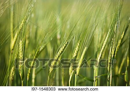 Wheat field View Large Photo Image Stock Image - Wheat field. Fotosearch