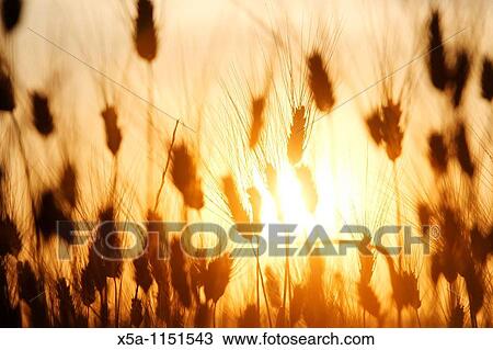 Wheat field View Large Photo Image Stock Image - Wheat field. Fotosearch