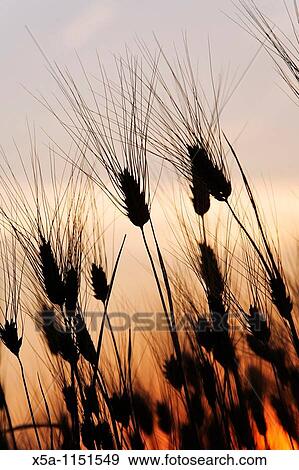 Stock Photo - Wheat field. Fotosearch