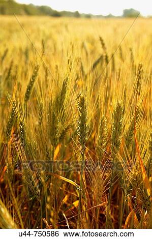 Stock Photograph - Wheat field. Fotosearch