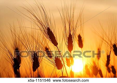 Wheat field View Large Photo Image Stock Photograph - Wheat field. Fotosearch