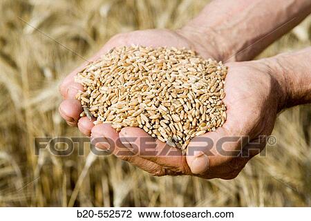Wheat grains. Harvesting of cereals,? Learza? estate. Near Estella, Navarre, Spain View Large Photo Image Stock Image - Wheat grains. Harvesting of cereals,? Learza? estate. Near Estella, Navarre, Spain. Fotosearch