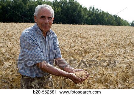 Wheat grains. Harvesting of cereals,? Learza? estate. Near Estella, Navarre, Spain View Large Photo Image Stock Image - Wheat grains. Harvesting of cereals,? Learza? estate. Near Estella, Navarre, Spain. Fotosearch